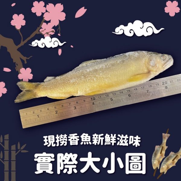 大尾香魚3